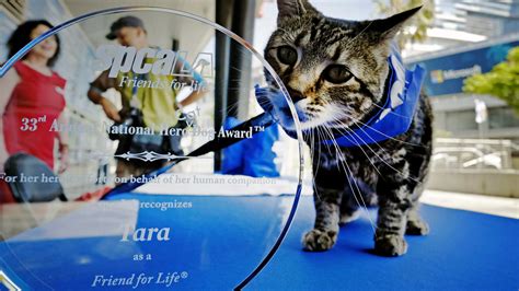 Cat Wins Hero Dog Award The Two Way Npr