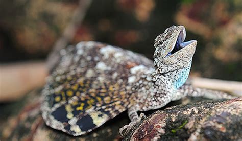 Curiosidades Del Mundo Draco Beccarii La Curiosa Lagartija Voladora