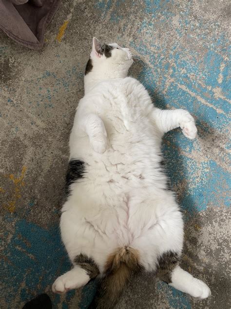 A Fat Cat Rabsoluteunits