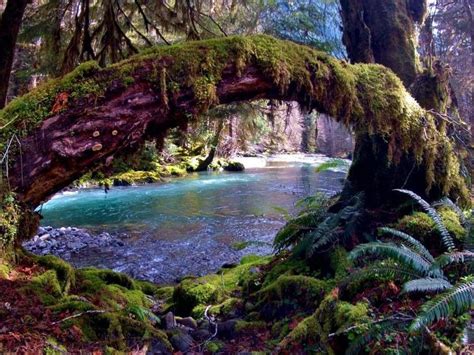 Olympic National Park 8 Reasons To Explore Olympic National Forest