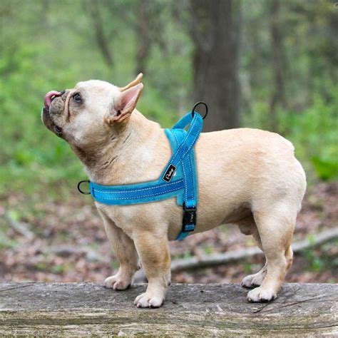 As a dog owner, we bet you've wondered at least once whether you should choose a collar or a harness for your french bulldog. Harness or Collar for the French Bulldog- which one is ...