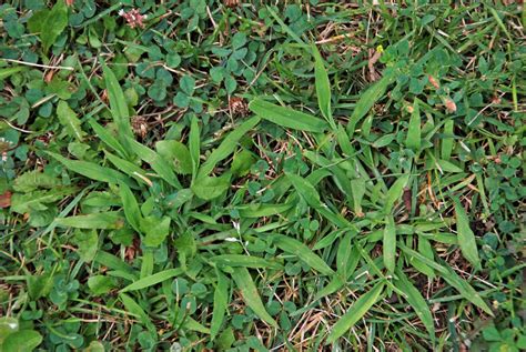 Proper Care And Timing For Crabgrass Control Brookfield Wi Patch