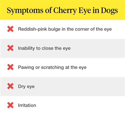 What Is Cherry Eye In Dogs Cohaitungchi Tech