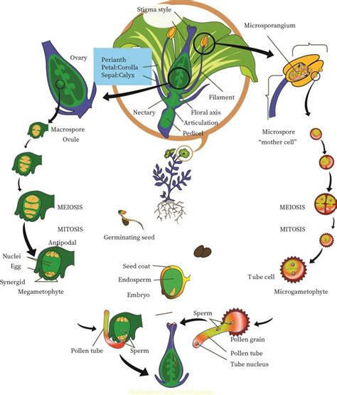 Life Cycle Of Angiosperms Bartleby