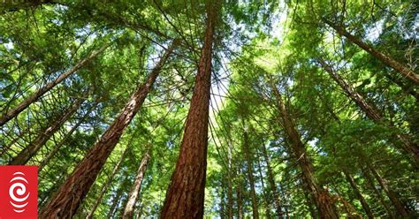 Govt To Plant A Billion Trees Under New Forestry Service Rnz News