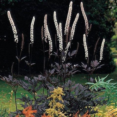 Cimifuga Black Negligee Snakeroot Actaea Simplex Rgothplants