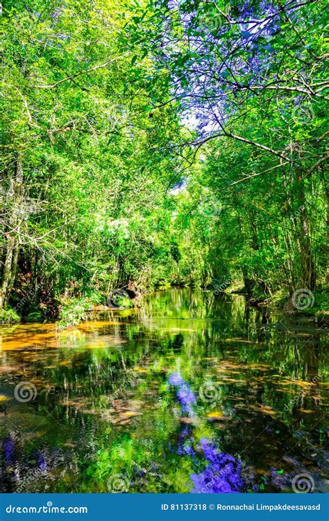Beautiful Tropical Rainforest And Stream In Deep Forest Phu Kradueng