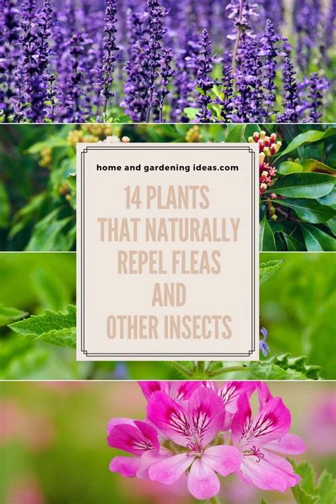 14 Plants that Naturally Repel Fleas and Other Insects # ...