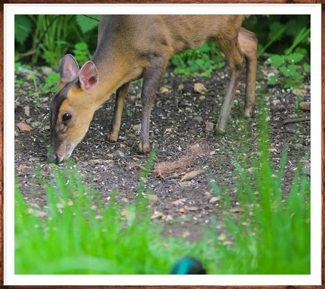 Muntjac Deer North Norfolk Muntjac Feed On Trees And Shrub Flickr