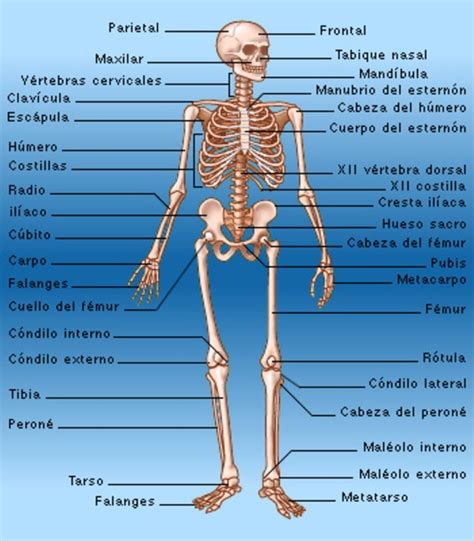 Bienvenidos Los Huesos Del Cuerpo Humano Hot Sex Picture