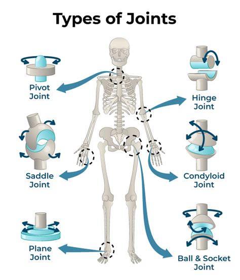 Types Of Joints Classification Of Joints In The Human Body