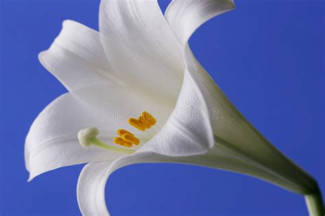 Easter Lily Lilium Lonlorum Blooming Stock Photo Image Of