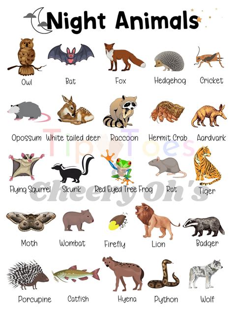 Nocturnal Animal Poster Night Animals Science Homeschool Etsy