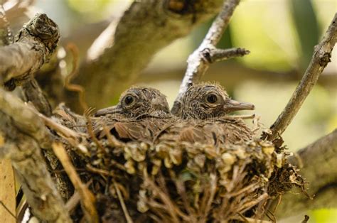 Two Newborn Brown Birds In Their Nest Stock Photo Image Of Twig Nest