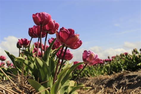Holandia nazywa ludzkimi imionami swoje tulipany. Zdjęcia: Callantsoog, Północna Holandia, Tulipany, HOLANDIA