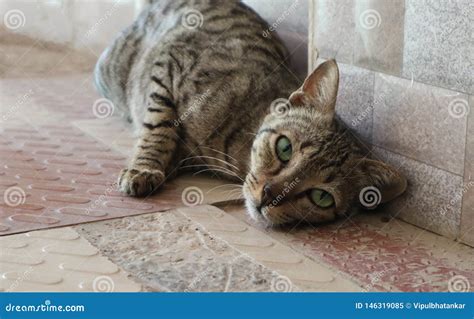 Bold Cat Posing Passionately For Camera Stock Image Image Of Looking
