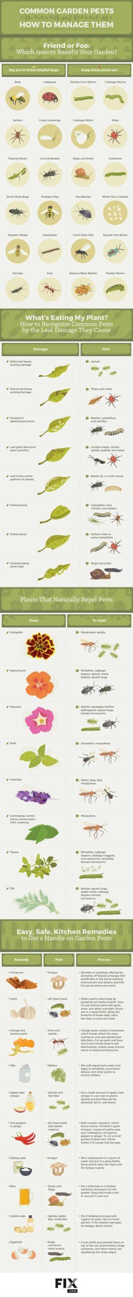 Common Garden Pests And How To Manage Them Dining And Cooking