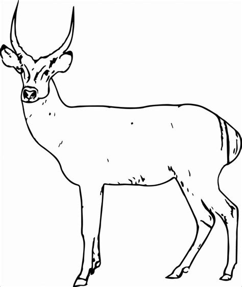 Printable adult coloring page mandala pronghorn antelope | coloring pages, coloring pages mandala and mandalas. Antelope Spotted Deer Coloring Page - ColoringBay