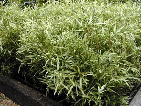 Click on the first link on a line below to go directly to a page where tsuboi bamboo is defined. B2 Mrozodporny Bambus 'Tsuboi' (Pleioblastus) # p9 ...