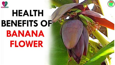 Health Benefits Of Banana Flower By