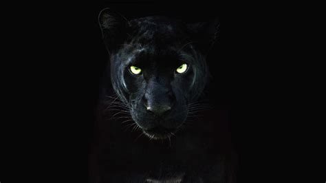Black Royalty Photos The Real Black Panther National Geographic