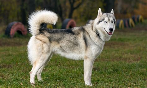 Health Guide For Siberian Husky Caring And Other Traits
