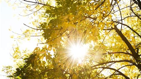 Free Photo Sunlight Passing Through Autumn Trees