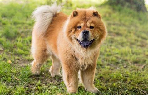 10 Things Every Chow Chow Dog Lover Should Know