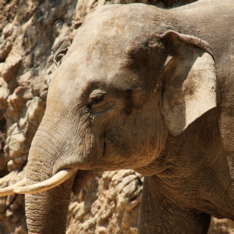 Why Do Elephants Have Big Ears Animal Ways