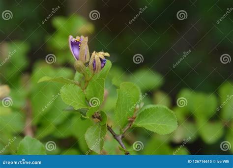 Tropical East African Shrub Stock Image Image Of African Garden