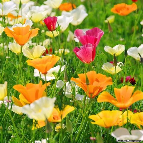 Here are 14 flowers that are among the easiest to grow from seed. If you love the bold, easy-to-grow blooms that California ...