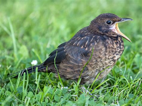 Baby Blackbirds All You Need To Know With Pictures Birdfact