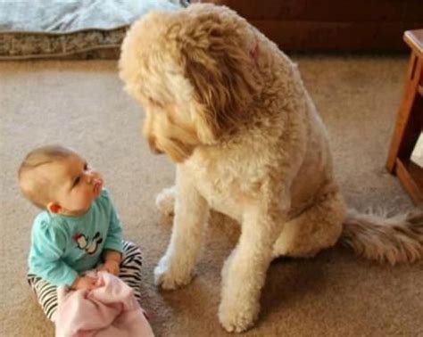 25 Little Babies And Their Big Dogs Dogs Kids Funny Animal Pictures