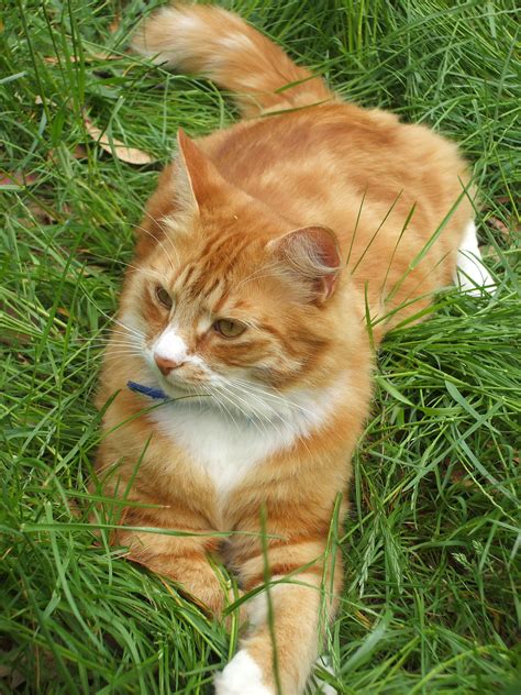 Just The Perfect Ginger Feline Animals Feline Cats