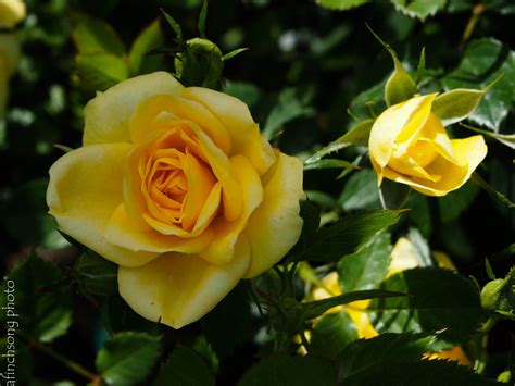 Lemon drop a favorite flavoring pepper in peruvian cuisine seasoning pepper from peru ripens to a clear lemon yellow, sometimes with a dark purple blush. Lemon Drop rose | Rose, Lemon drop, Flowers