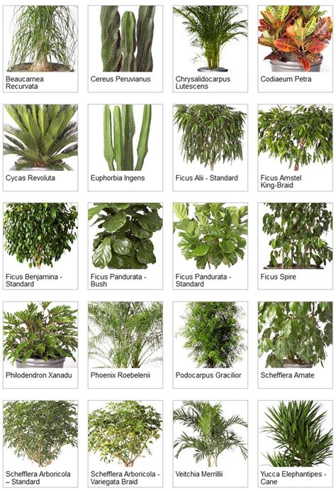 Indoor Tree Plant Identification
