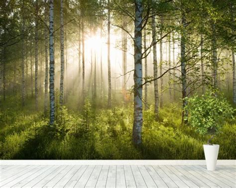 Tree hd wallpapers, desktop and phone wallpapers. Birch Forest Sunlight Wall Mural & Birch Forest Sunlight ...