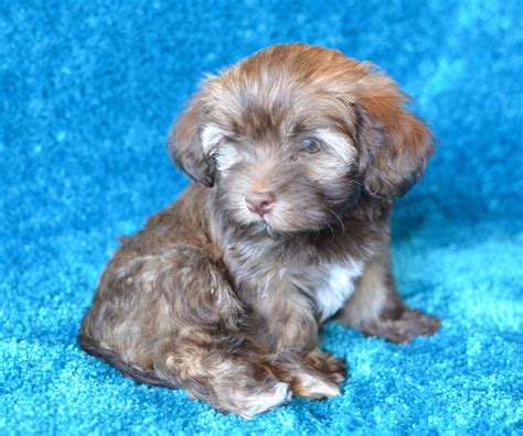 We are glad you stopped in! Chocolate Havanese Puppies For Sale Florida - Pets Ideas
