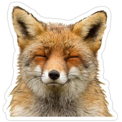 Cute Fox Stickers By Dh8042 Redbubble