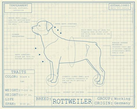 Rottweiler Dog Breed Blueprint
