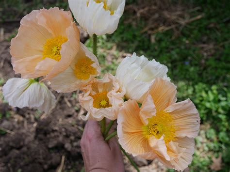 Growing Icelandic Poppies for the First Time - Cut Flower Garden