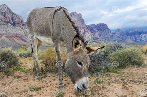 Wild Burro Stock Image Image Of Nevada Nature Mule 28001107