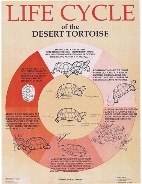 Life Cycle Of Desert Tortoises Tortoise Food Tortoise Habitat