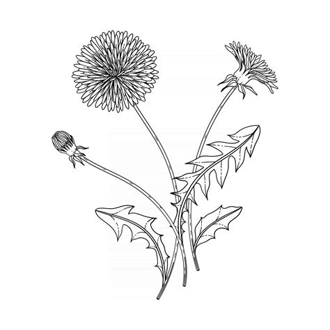 Hand Drawn Dandelion Floral Illustration 2948672 Vector Art At Vecteezy