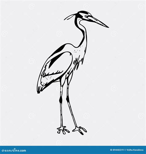 Hand Drawn Pencil Graphics Heron Engraving Stencil Style Stock