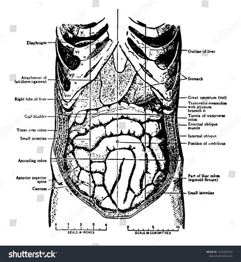 Abdominal Viscera Situ Seen When Abdomin Stock Vector Royalty Free