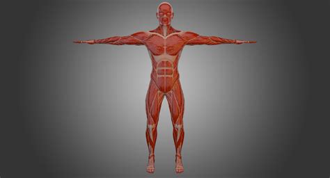 Modelo 3d Anatomía Del Cuerpo Muscular Masculino Aparejado