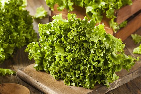 Green Leaf Lettuce Healthier Steps