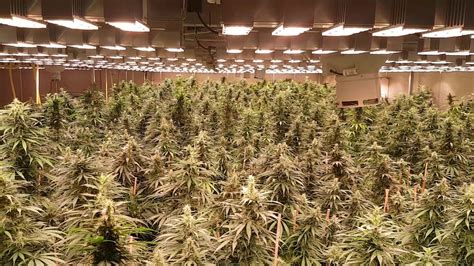 Led lights consume less energy, provide larger coverage, and produce a broader spectrum of light. SANlight Q6W - New high end LED Grow light in action ...