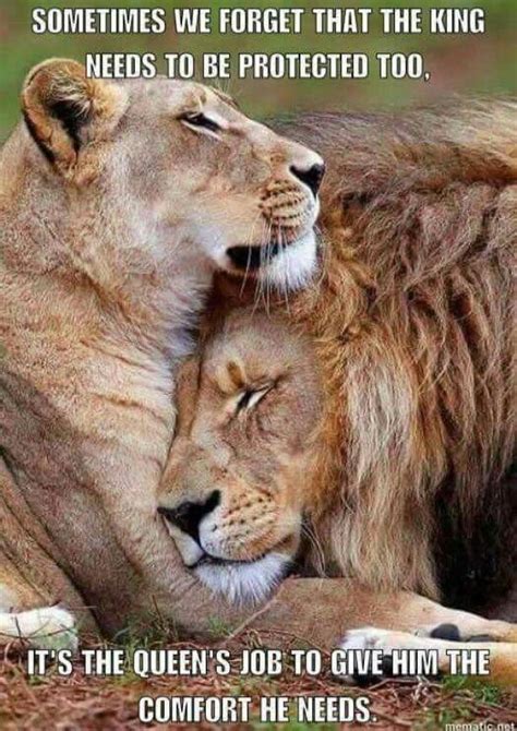 Love Relationship Lion Quotes Lion Love Lioness Quotes